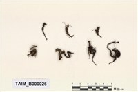 藏品(仙鶴苔)的圖片